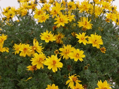 Picture of Bidens - Gold Nuggets